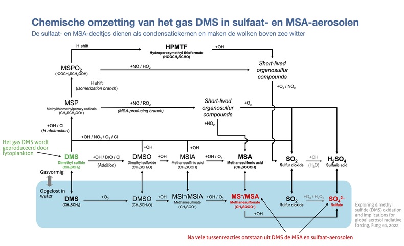 Schema met chemische reacties die de omzetting van het gas dimethylsulfide (DMS, groen) geproduceerd door fytoplankton in MSA- en sulfaat-aerosolen (rood) beschrijven.