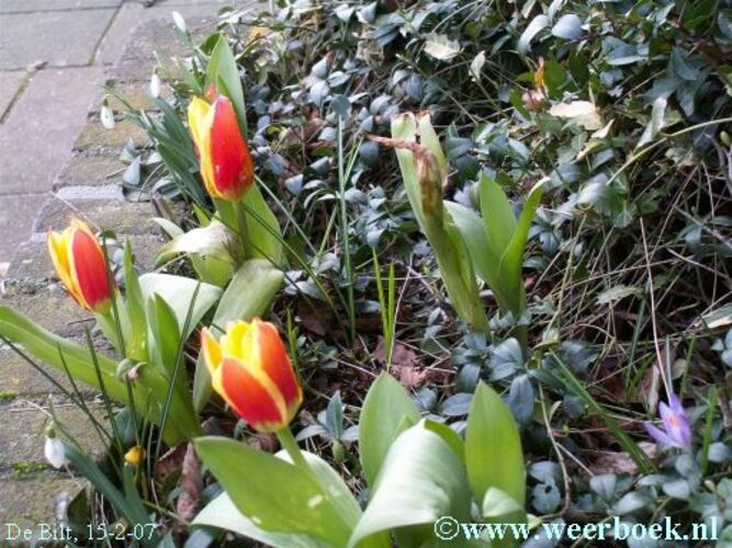 In De Bilt stonden de tulpen half februari in bloei (foto: Jacob Kuiper, WPI)