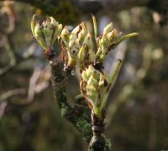 De knoppen van de peer hebben door de vorst met Pasen wat schade opgelopen (foto: Natuurbericht.nl)