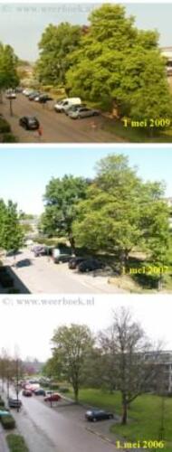 Ondanks de koudere winter is de bladontplooiing begin mei verder dan in andere jaren (foto: Jacob Kuiper, KNMI/WPI)