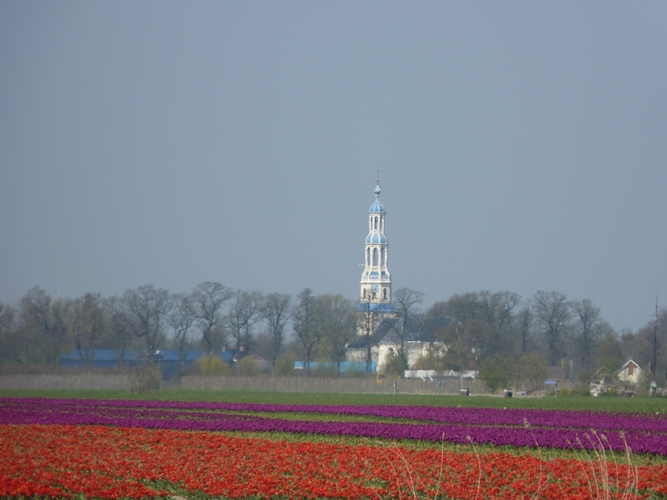 De tulpen bloeien in het noorden twee weken later dan vorig jaar (foto: Jannes Wiersema) 