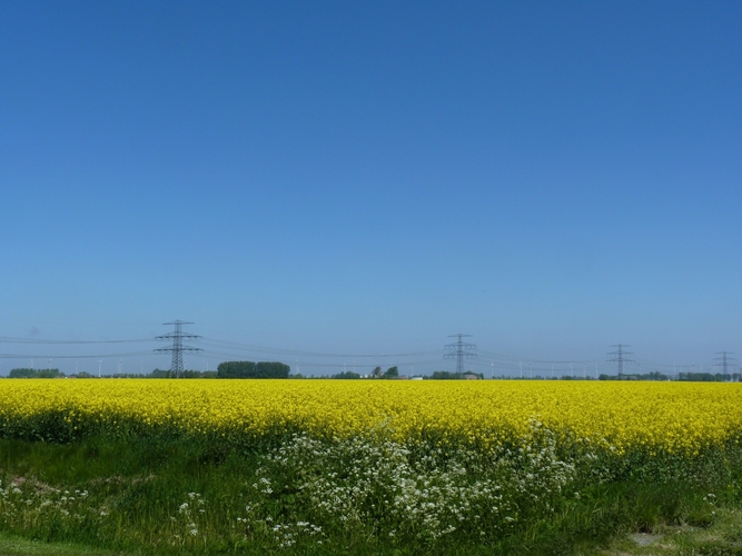 Op een schrale voorjaarsdag is de lucht soms diep blauw van kleur (foto: Jannes Wiersema)