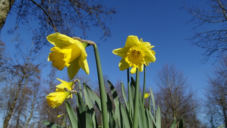 Maart was niet eerder zo zonnig en ook was het niet eerder zo vroeg in het jaar al zo warm waardoor de natuur al vroeg in bloei is gekomen (foto: Jannes Wiersema)