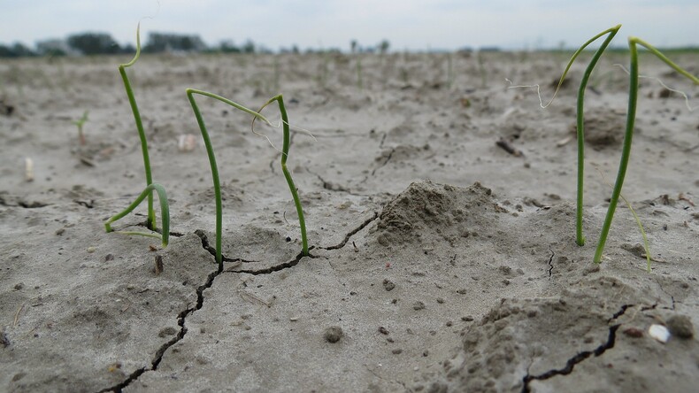 Droogte en landbouw 18 mei 2015 Jannes Wiersema