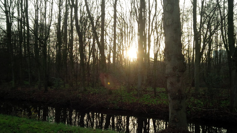 Decemberzon tussen de bomen. © KNMI