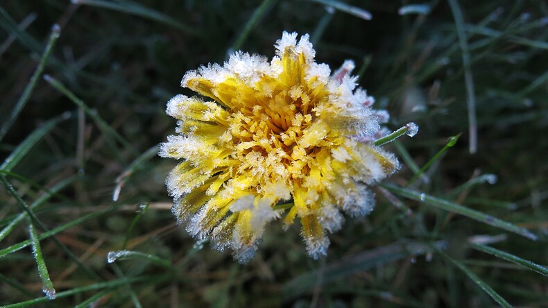 Rijp bij zonsopkomst © Jannes Wiersema