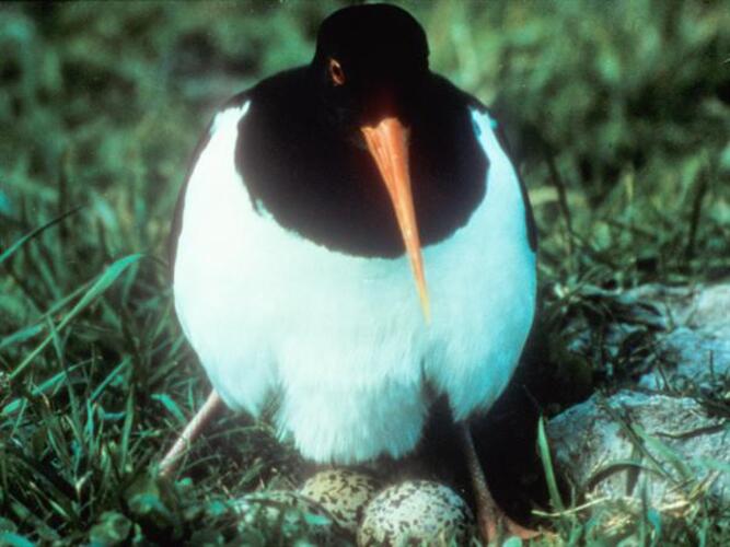 Broedende scholekster (bron https://beeldbank.rws.nl).