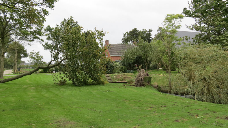 De eerste herfststorm van 2017 heeft talrijke bomen geveld ©Jannes Wiersema