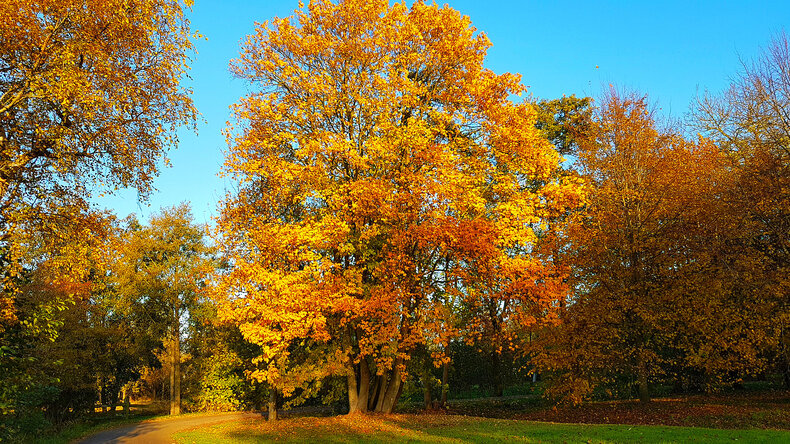bos met bladeren in herfstkleuren