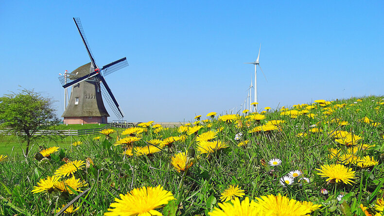 Foto van bloeiende paardenbloemen, een blauwe lucht en een molen