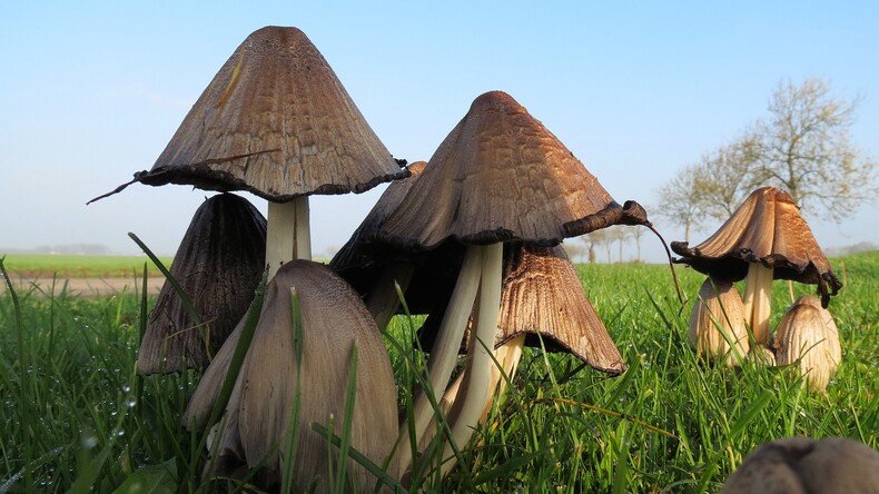 Close-up van paddestoelen in een herfstzon