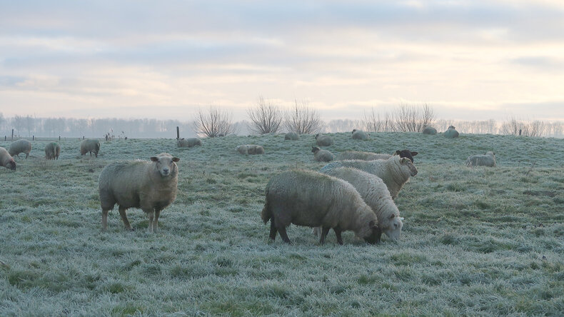 Schapen in een mistig landschap