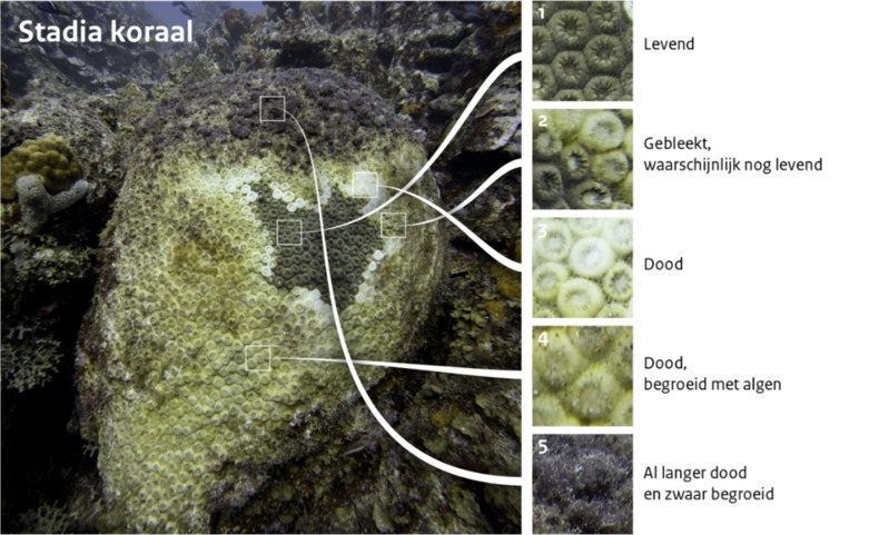 Foto's van de verschillende stadia van de gezondheid van koraal
