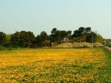 Paardebloemen op Ameland (Foto: Martha Appelman)