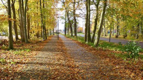 De herfstkleuren zijn momenteel het mooist, maar door de harde wind verdwijnt het blad snel van de bomen (foto: Jannes Wiersema) 