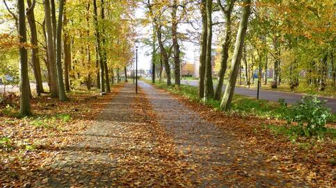 De herfstkleuren zijn momenteel het mooist, maar door de harde wind verdwijnt het blad snel van de bomen (foto: Jannes Wiersema) 