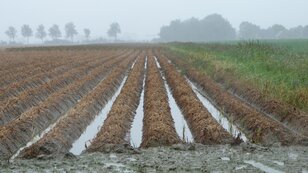 Na de droogte van het afgelopen voorjaar viel er in juli veel te veel regen wat leidde tot wateroverlast (foto: Jannes Wiersema)