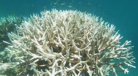 Verbleekt koraal (bron: www.iflscience.com)