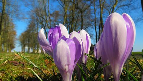 Figuur 1: Krokussen op een mooie lentedag (Jannes Wiersema, 2016)