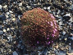 Bloeiende vegetatie op Spitsbergen.