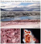 Rode sneeuw op Svalbard, Noorwegen