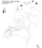 Aantal broedende noordse sternen in seizoen 2019.