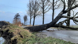  Omgevallen boom in Groningen tijdens storm Eunice op 18 februari 2022.