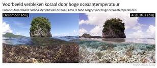 Twee foto's van een koraalrif bij Amerikaans Samoa, links uit december 2014 met het rif in rode kleuren, rechts uit augustus 2015 nadat door hoge oceaantemperaturen het koraal er wit vebleekt kwam uit te zien.