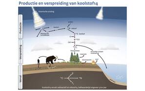 Schematische weergave van de productie van 14C hoog in de atmosfeer en de opname ervan in de koolstofcyclus.