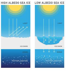 Figuur 2. Zee-ijsafsmelting leidt tot meer zonlicht in de oceaan en meer plankton. Bron: R. Bintanja.