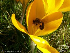 Ook de bijen vliegen weer, uniek zo vroeg in het jaar (foto: Jacob Kuiper, KNMI/WPI)
