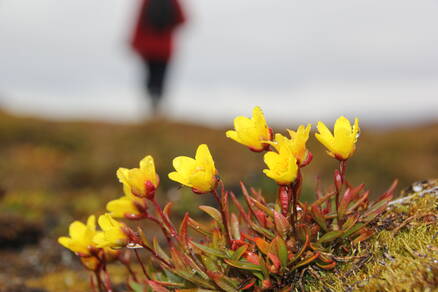 Barentsøya, Spitsbergen, tijdens SEES (2015).