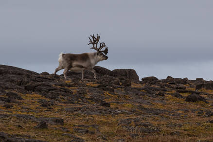 Foto van rendier op Spitsbergen.