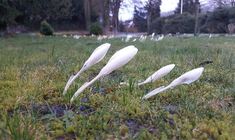 sneeuwklokjes in de wind
