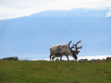 Een eenzaam rendier begraasd de toendra nabij de Hornsund op Spitsbergen