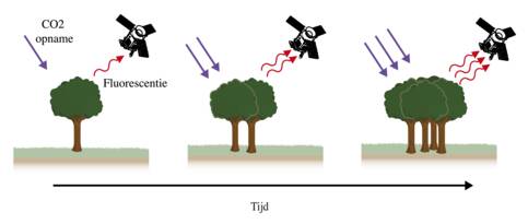 Schematisch plaatje van de samenhang tussen fluorescentie en CO2-opname 