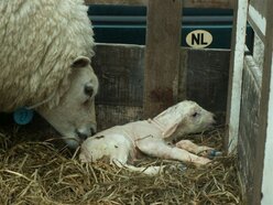 De eerste lammetjes zijn geboren (foto: M. Appelman, Ameland)