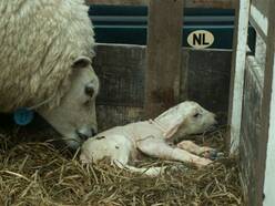 De eerste lammetjes zijn geboren (foto: M. Appelman, Ameland)