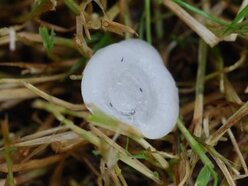 Hagelsteen met vastgevroren onweersbeestjes (Bron: Johan Effing, Losser 22 juni 2008)