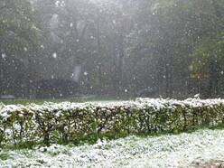 Sneeuw in het Vijlerbosch op 14 oktober 2015 in Limburg. Foto Jan Brouwers L1/Meteo Limburg
