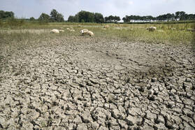 Droge, gescheurde bodem waarop een paar schapen lopen