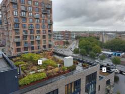 Groene daken in Den Haag