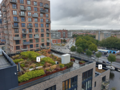 Groene daken in Den Haag