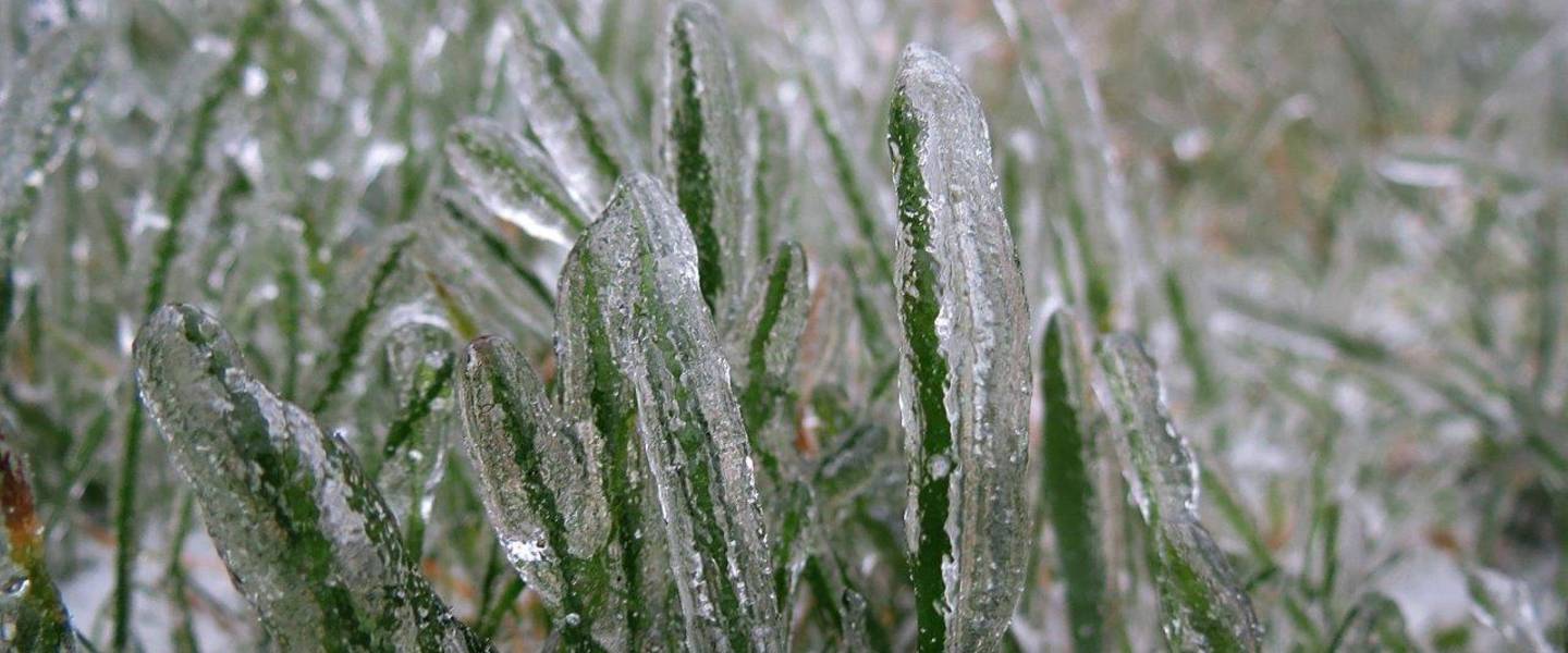 Bevroren gras door ijzel
