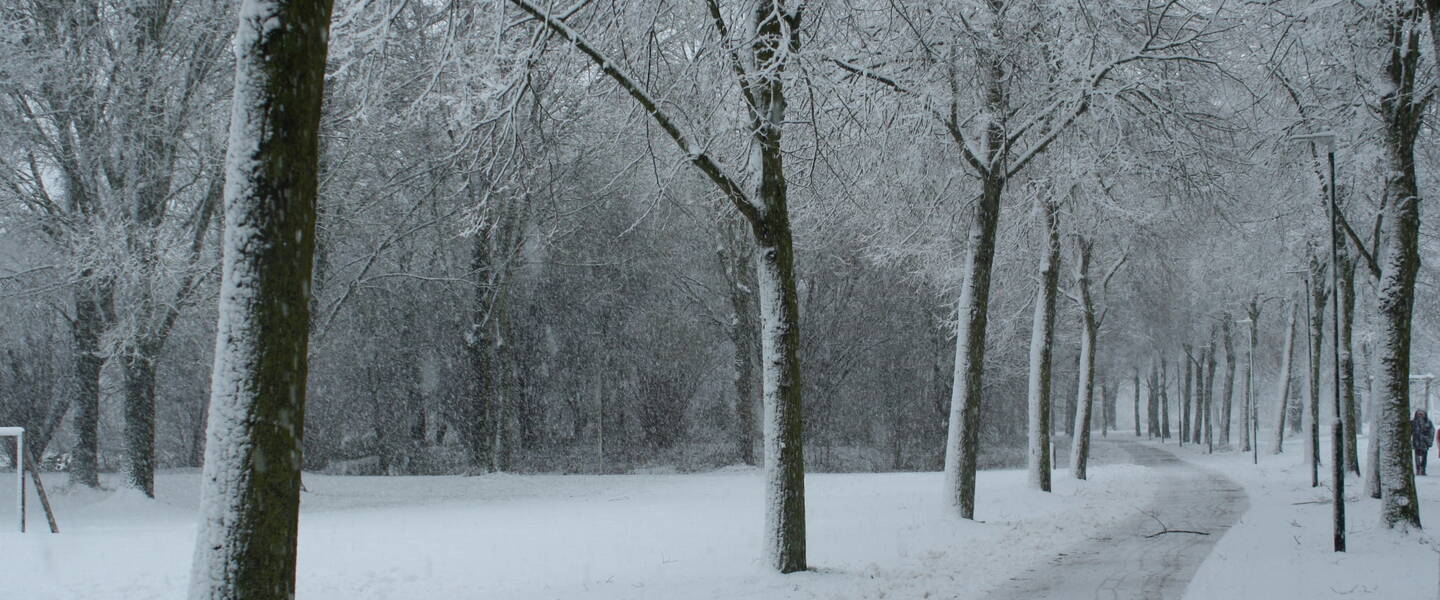 besneeuwd bos met pad