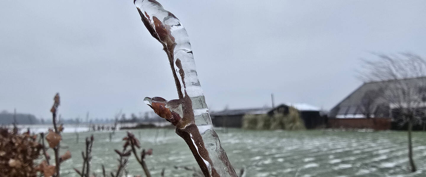 ijzel op gras