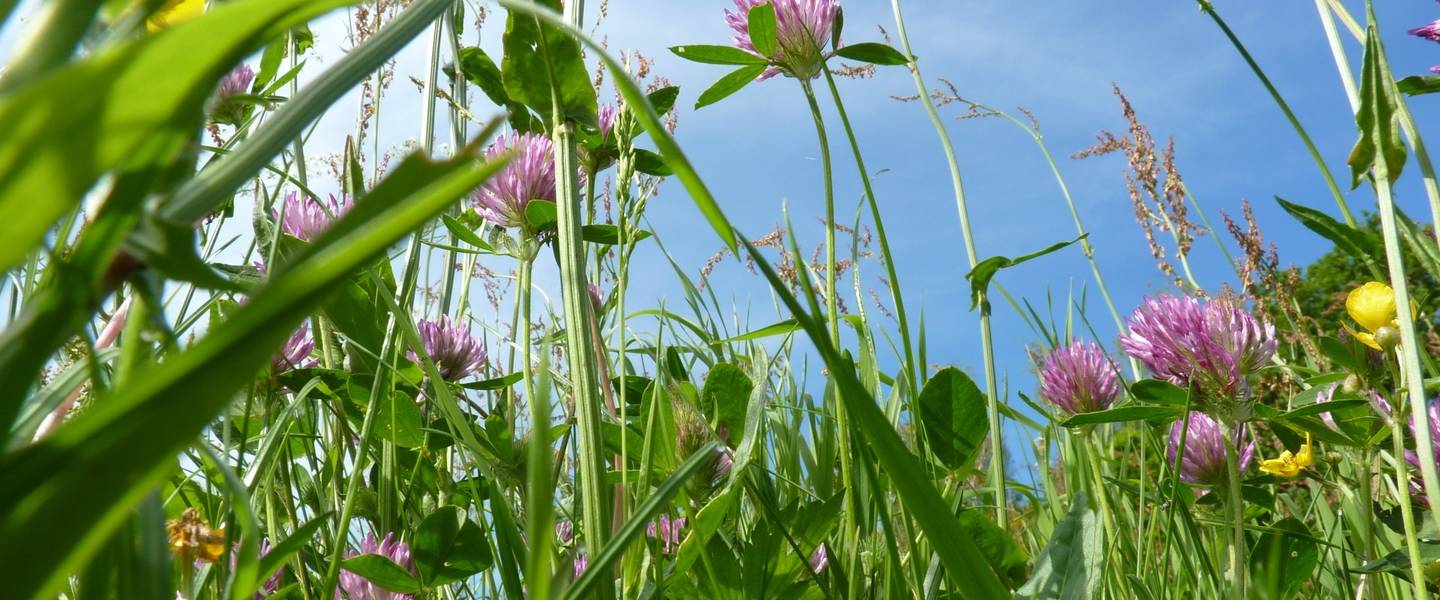 De meeste mensen zijn allergisch voor gras dat bloeit tussen mei en augustus 