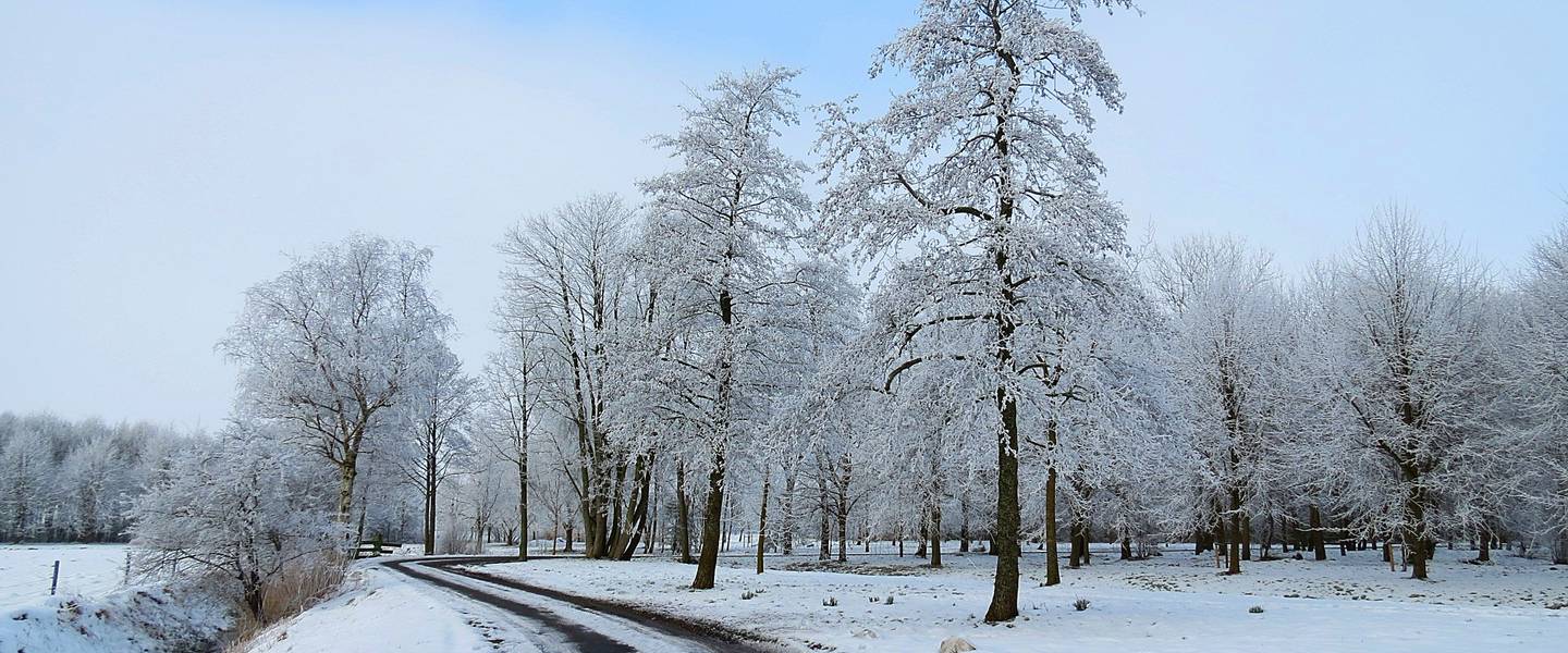 besneeuwde bomen in de winter