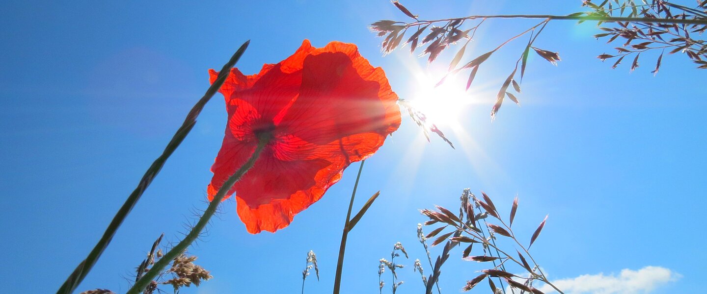 Een klaproos met een felle zon