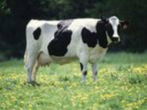 Bij de vertering van voedsel door koeien komt het broeikasgas methaan vrij.